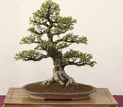 Bonsai