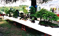 Bonsai Club