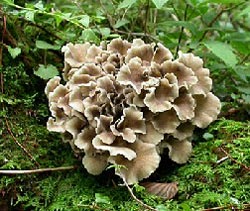 Maitake