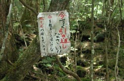 Aokigahara